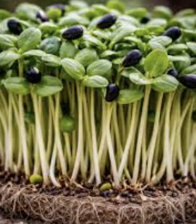 Sunflower & Pea Shoot microgreens